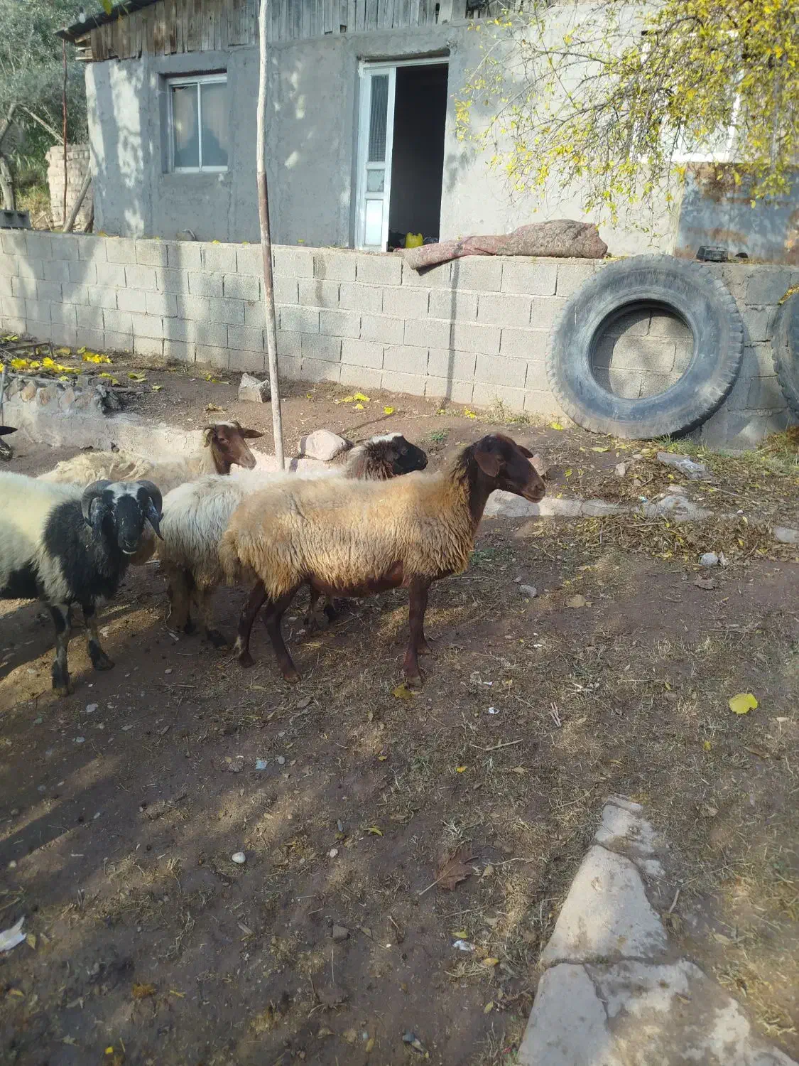 7 راس میش ابس|حیوانات مزرعه|لوشان, |دیوار