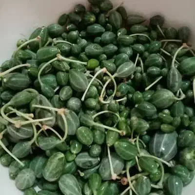 لگجی خام  مخصوص ترشی|خوردنی و آشامیدنی|چغادک, |دیوار