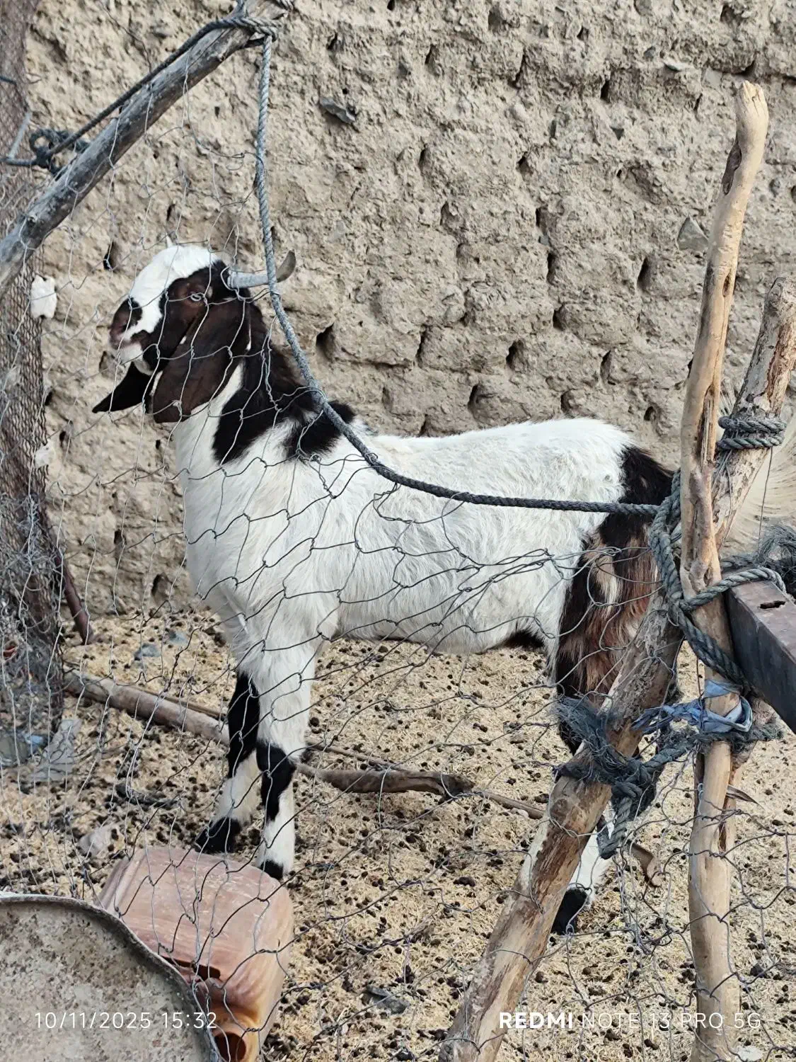 تروشت گواهتگ|حیوانات مزرعه|سراوان, |دیوار