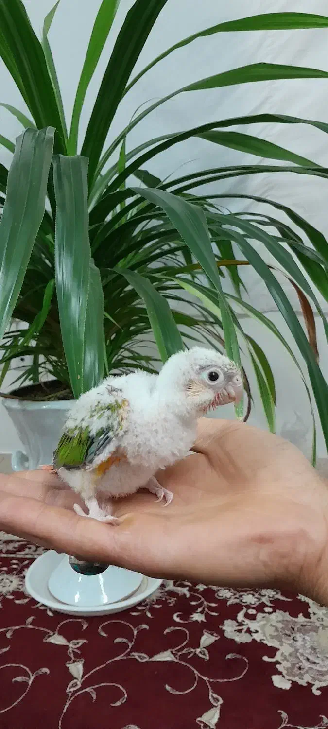 جوجه گرینچیک|پرنده|نیشابور, شهرک بهارستان|دیوار