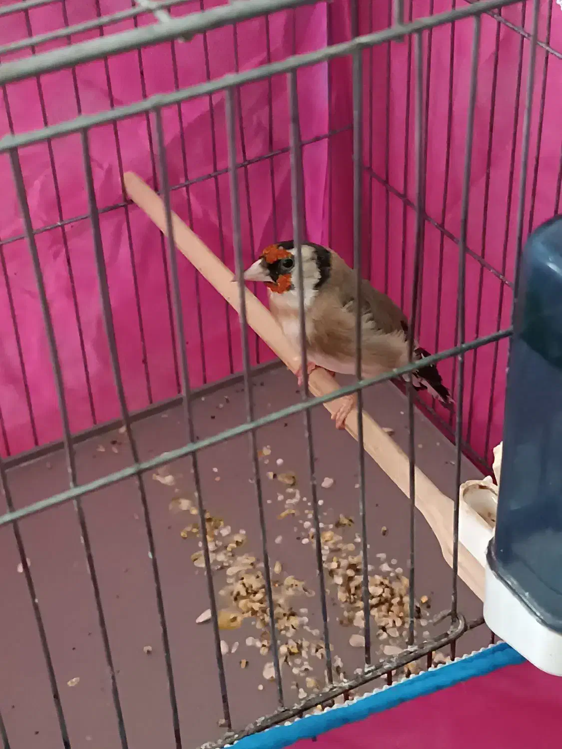 سهره،سقا ماده|پرنده|زرند, |دیوار