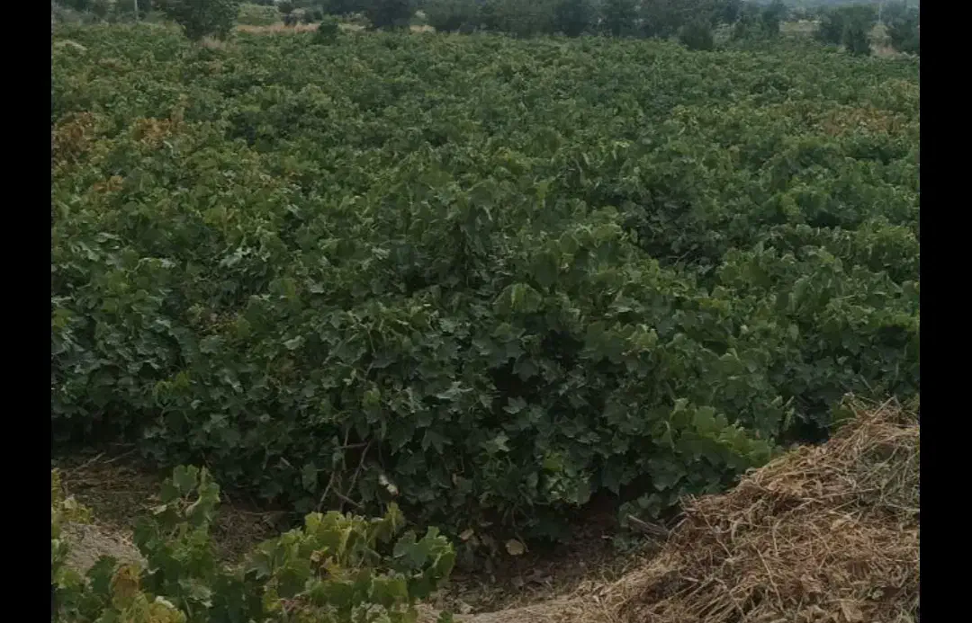 باغ انگور|فروش زمین و ملک کلنگی|نیشابور, فضل|دیوار