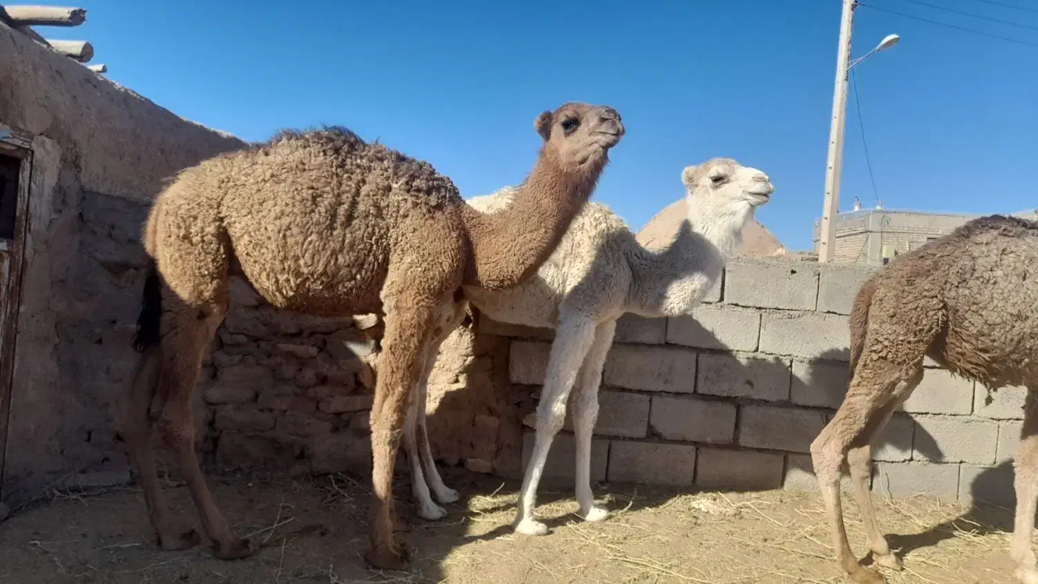 هاشی لوکی هر سه نر میباشد|حیوانات مزرعه|طبس, |دیوار