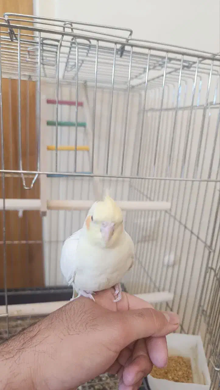 لوتینو نر کاملا دستی نژاد سخنگو|پرنده|تهران, مسعودیه|دیوار