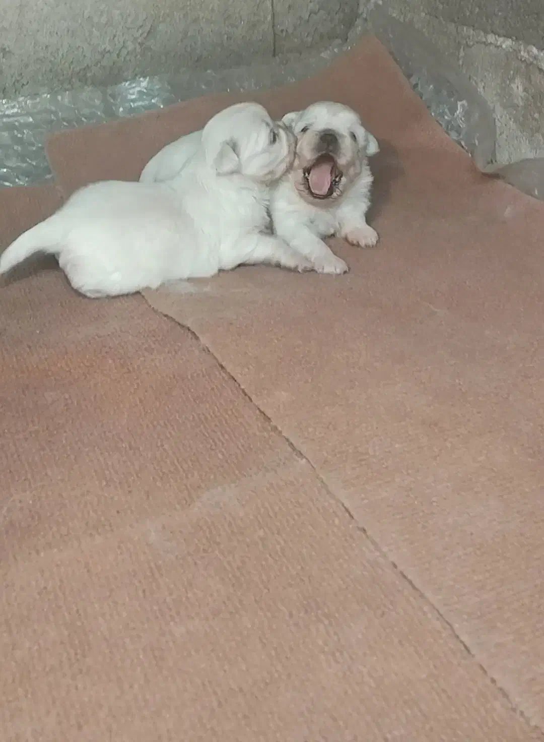 سگ پیکینیز امپریال اصیل|سگ|چابکسر, |دیوار