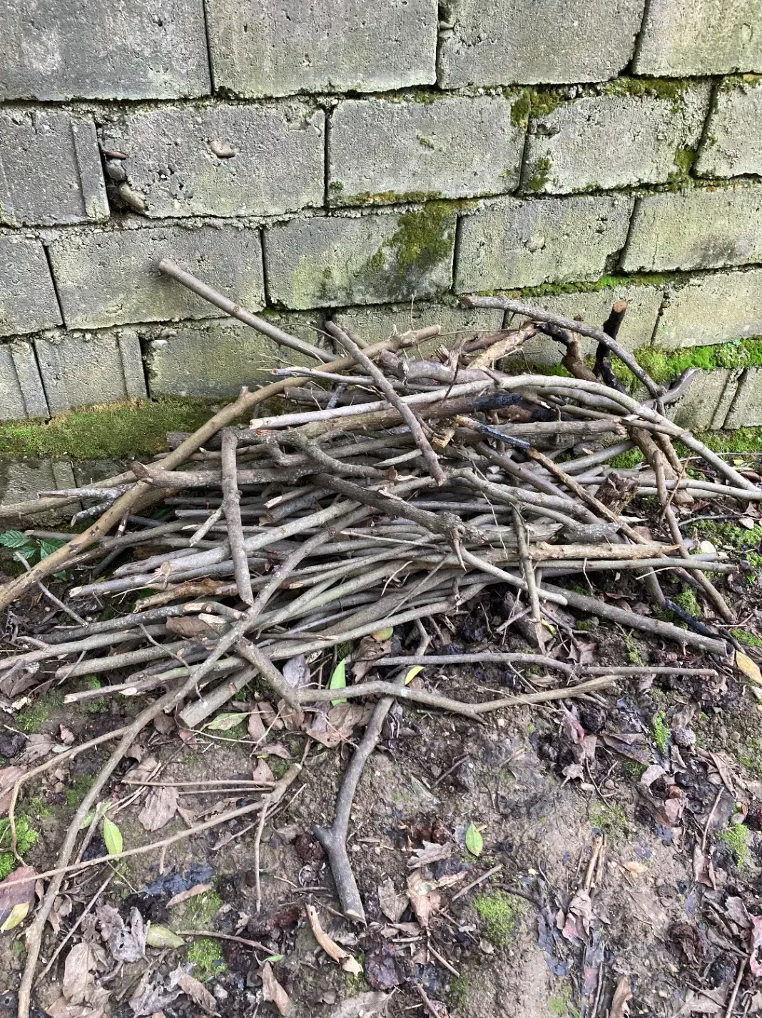 هیزم خشک|حراج|نوشهر, |دیوار