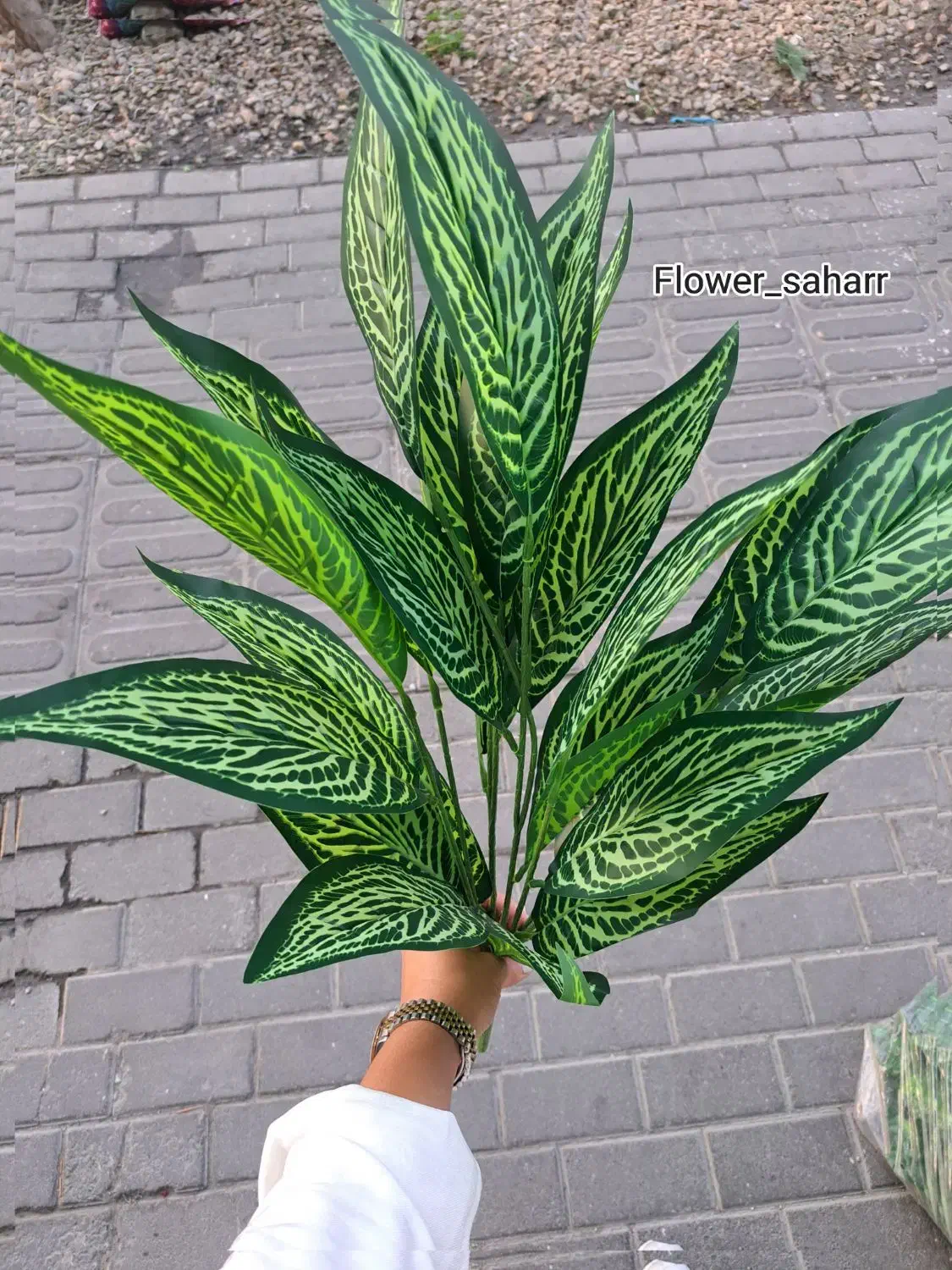 گلمصنوعی دیفن باخیا|گل مصنوعی|تبریز, |دیوار