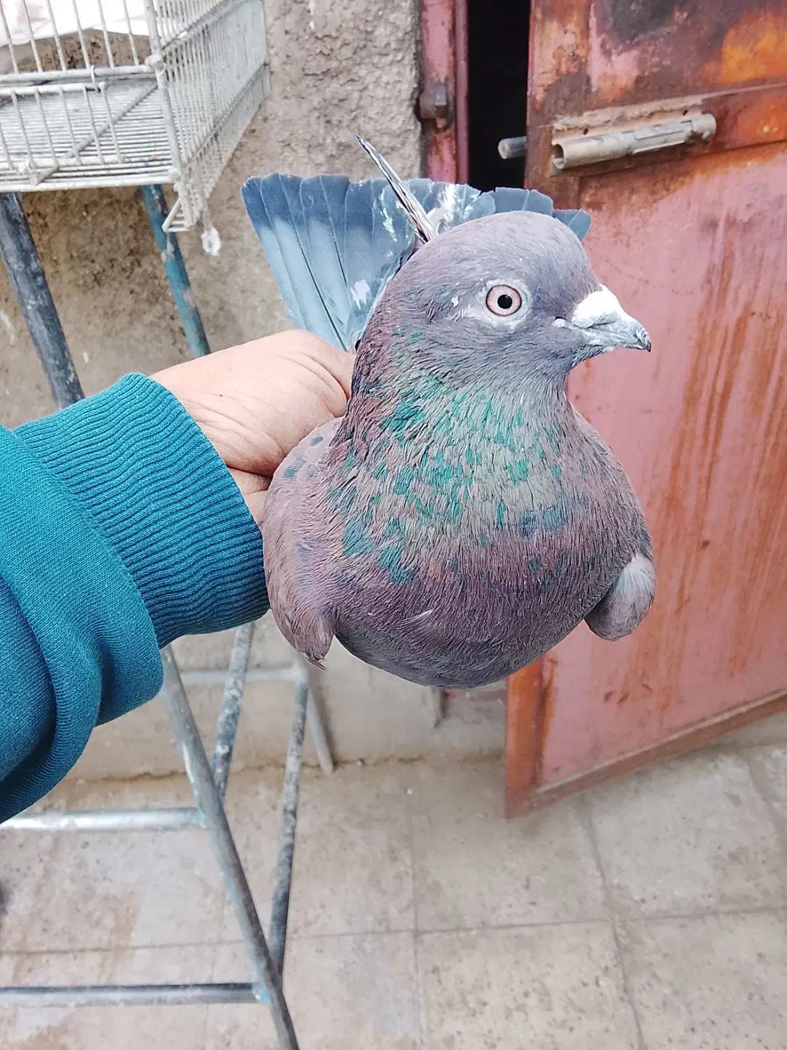 ۲۰۰|پرنده|ری, ولی آباد|دیوار