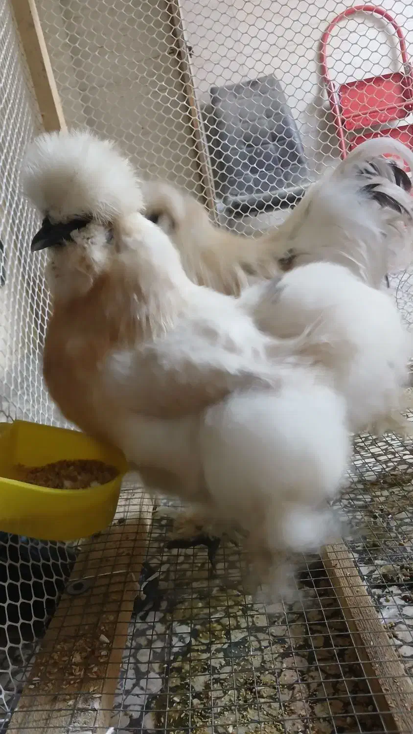 مولد نژاد ابریشمی|حیوانات مزرعه|لاهیجان, کوی خزر|دیوار