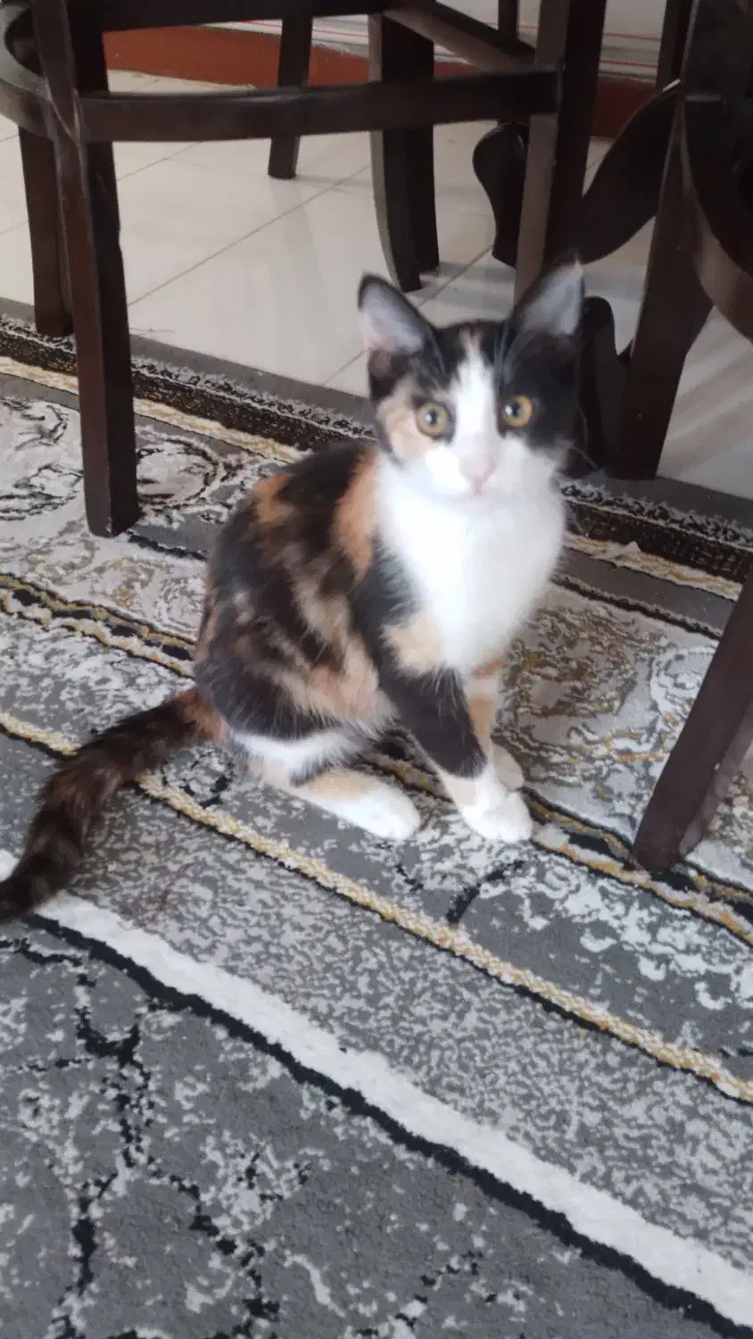 دوستداران حیوانات واگذاری بچه گربه|گربه|چالوس, |دیوار