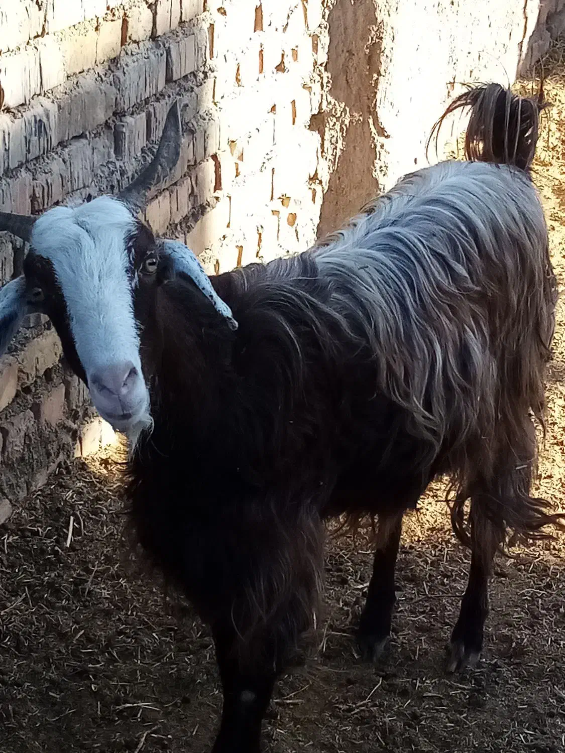 یک بز جوان سن1سال|حیوانات مزرعه|کیاسر, |دیوار