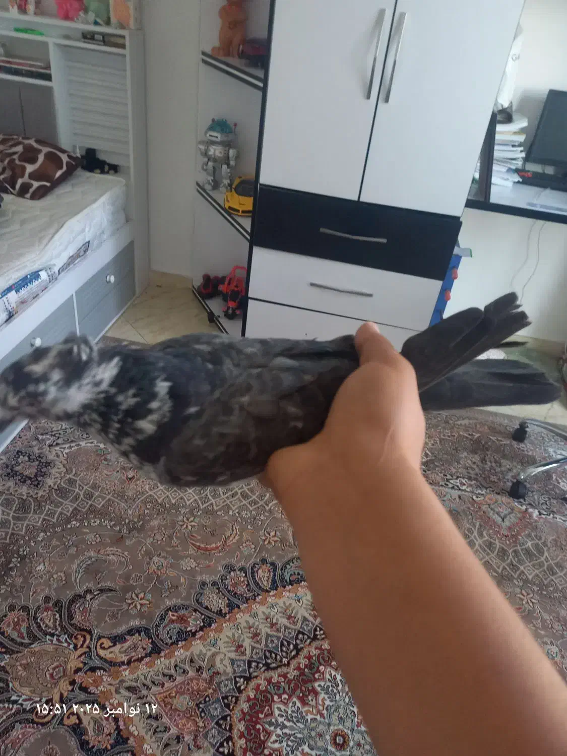 حیوان|پرنده|دهگلان, |دیوار