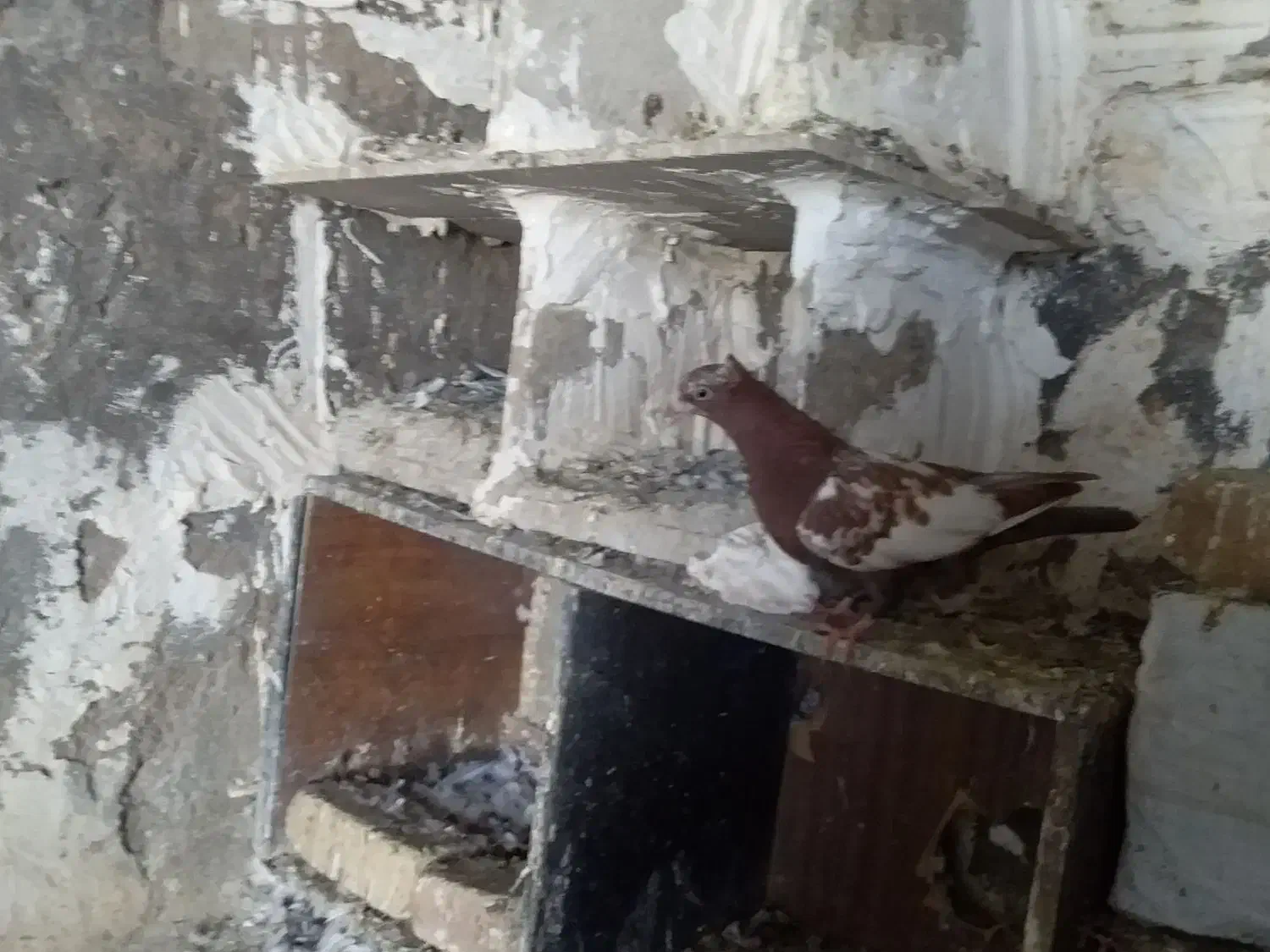 سرته|پرنده|خرم‌آباد, |دیوار