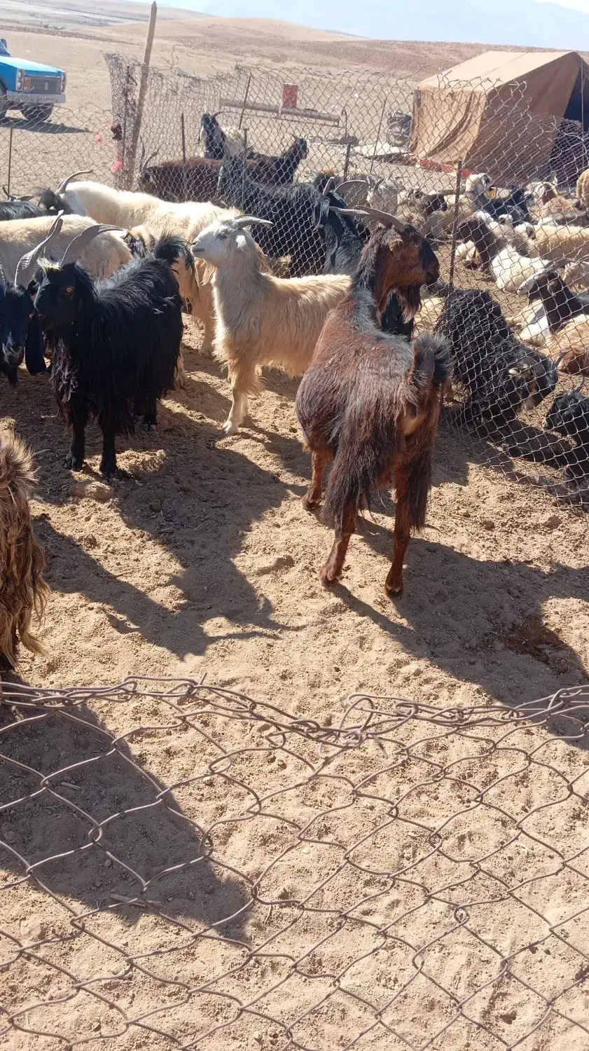 بز کهره دار|حیوانات مزرعه|آباده, |دیوار