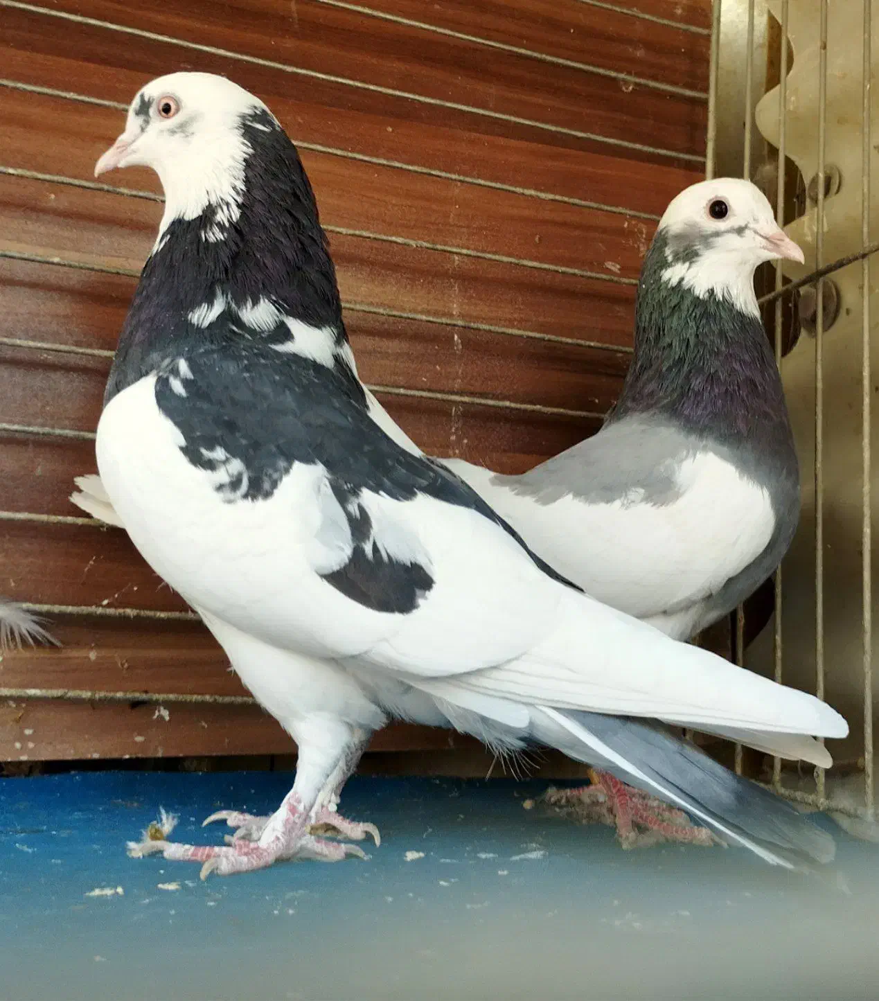 کبوتر|پرنده|رشت, لاکان شهر|دیوار