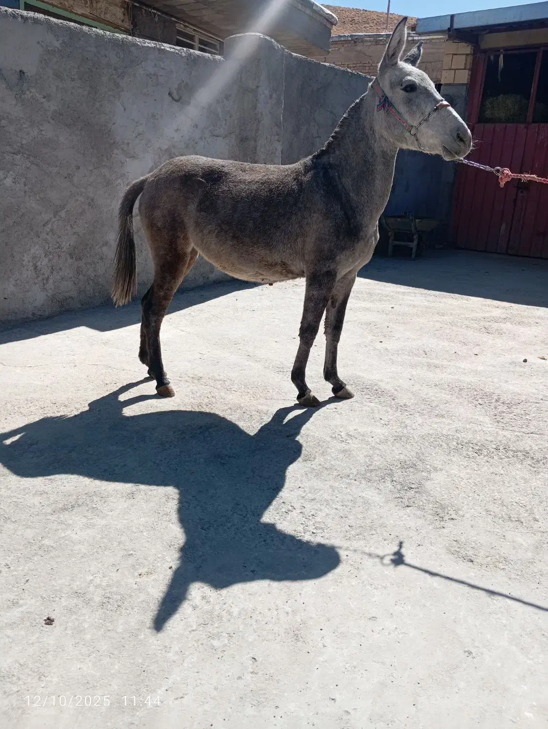 هر نمونه قاطر موجود|حیوانات مزرعه|شیراز, تحویلی|دیوار