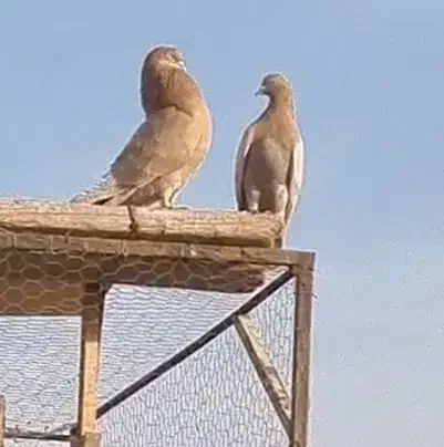 کفتروکبوتر یه جفت زرد خوشگل پرشی تهرانی|پرنده|فردیس, شهرک سپاه|دیوار