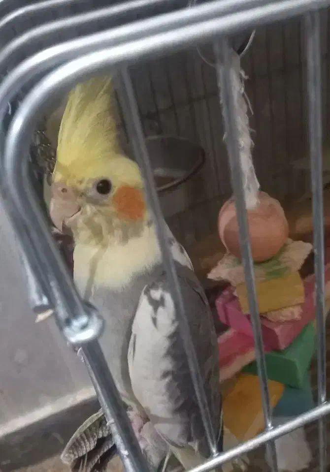 فروش عروس|پرنده|تهران, دکتر هوشیار|دیوار