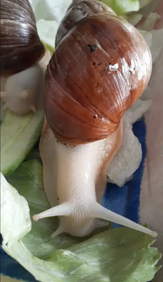 حلزون آلبینو (معجزه ی جوانسازی پوست)|آرایشی، بهداشتی، درمانی|اصفهان, نقش جهان|دیوار