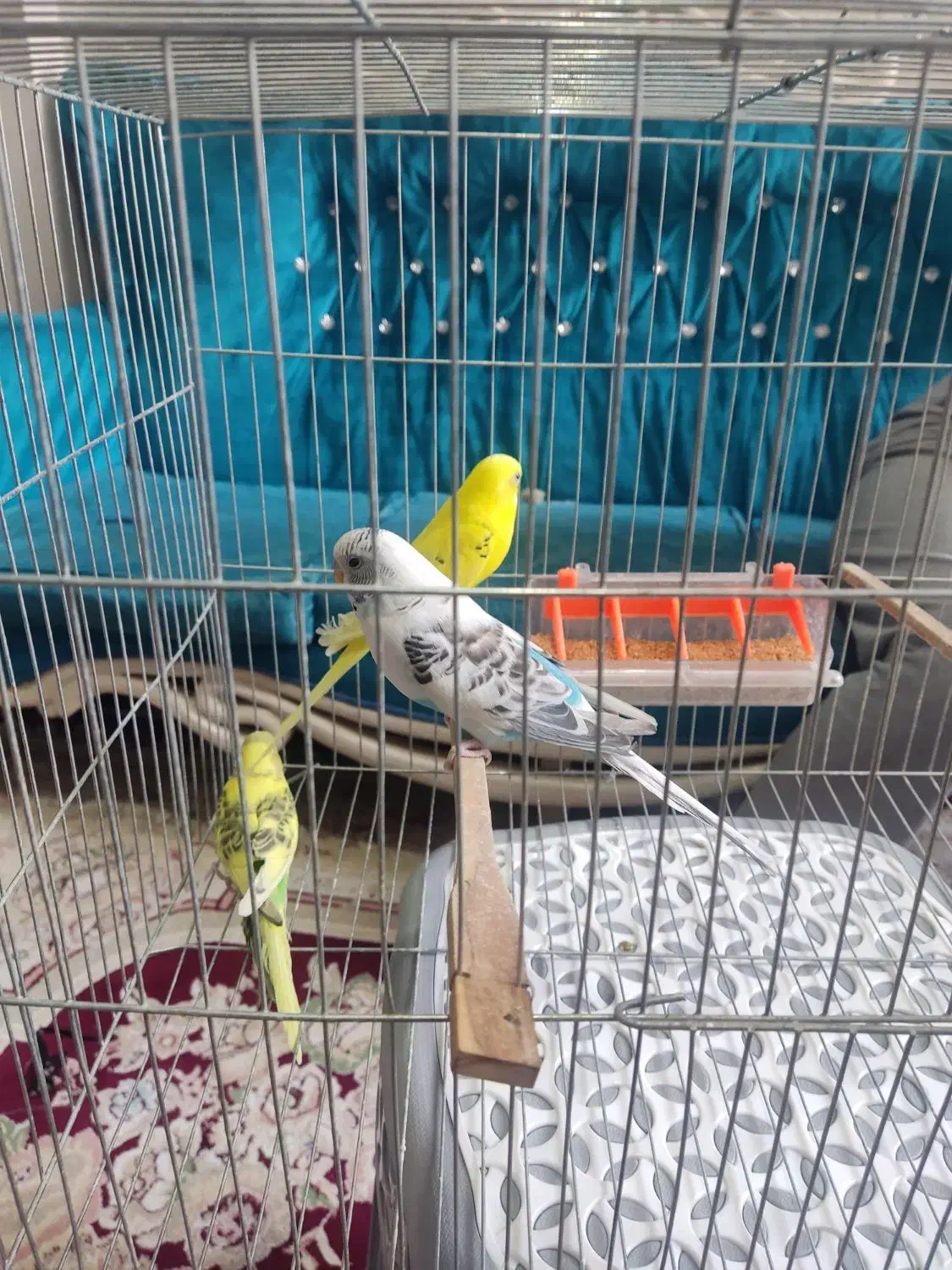 ۵ عدد مرغ عشق یکجا میفروشم نر و ماده|پرنده|نسیم‌شهر, |دیوار