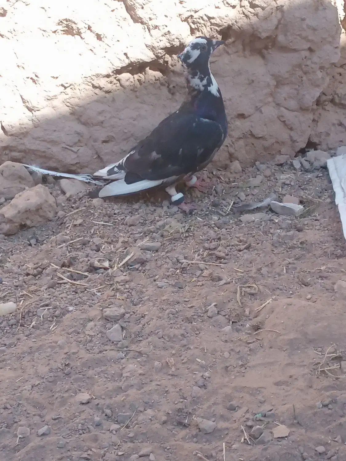 کفتر|پرنده|تایباد, |دیوار