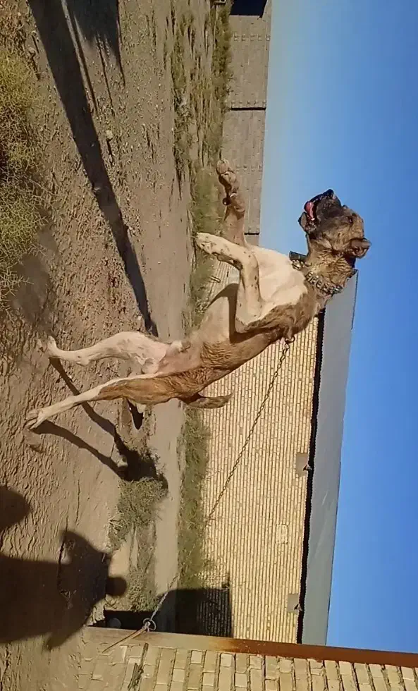 واگذاری سگ خراسانی|سگ|مشهد, کشاورز|دیوار