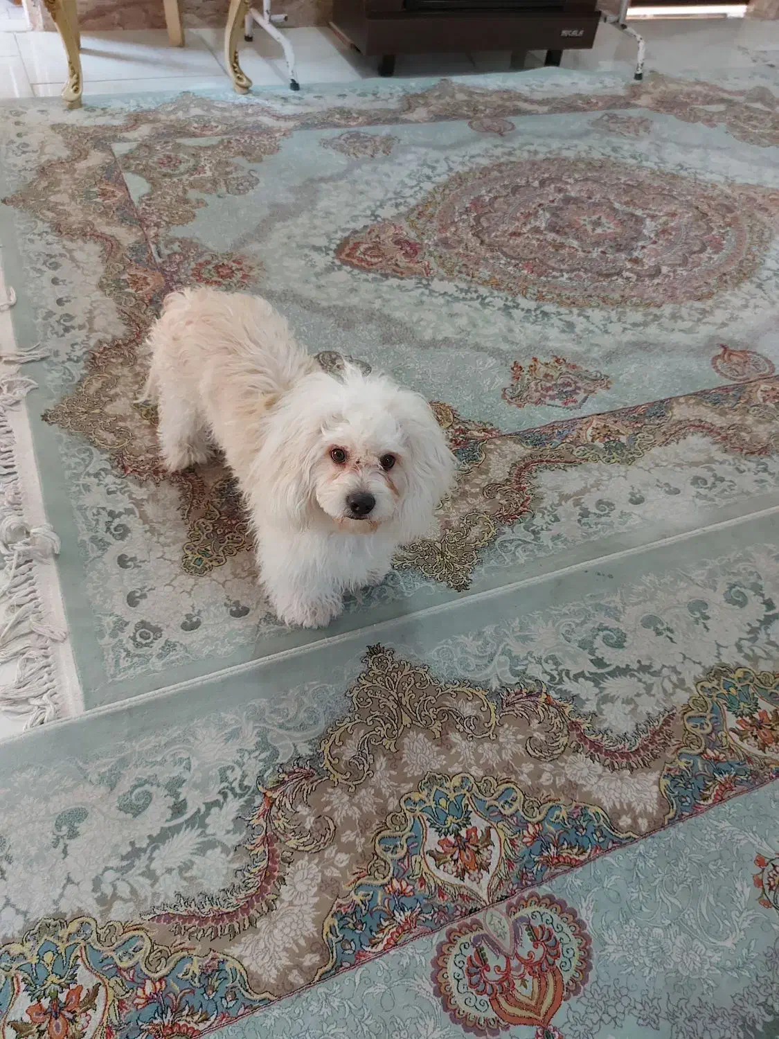 واگذاری آقا آرچی|سگ|رشت, احمد گوراب|دیوار