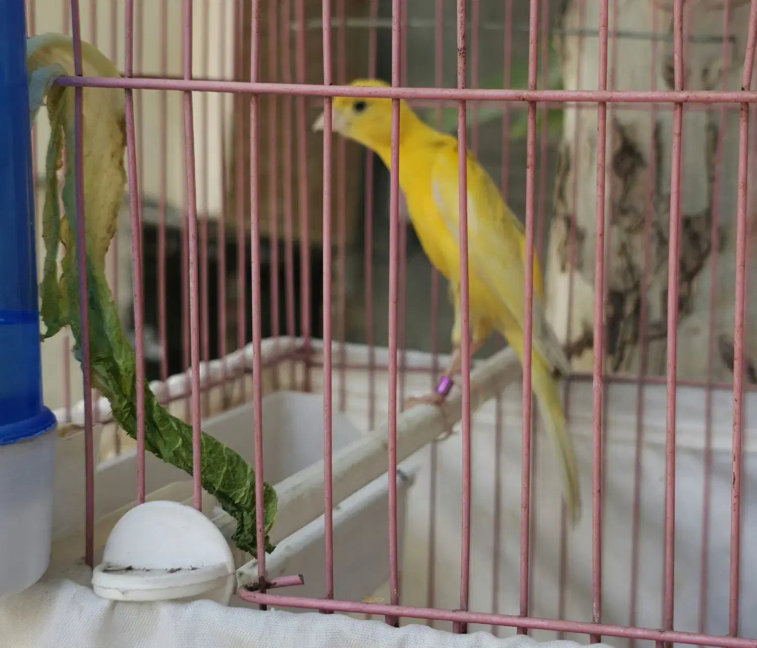 قناری نر|پرنده|تهران, آذری|دیوار