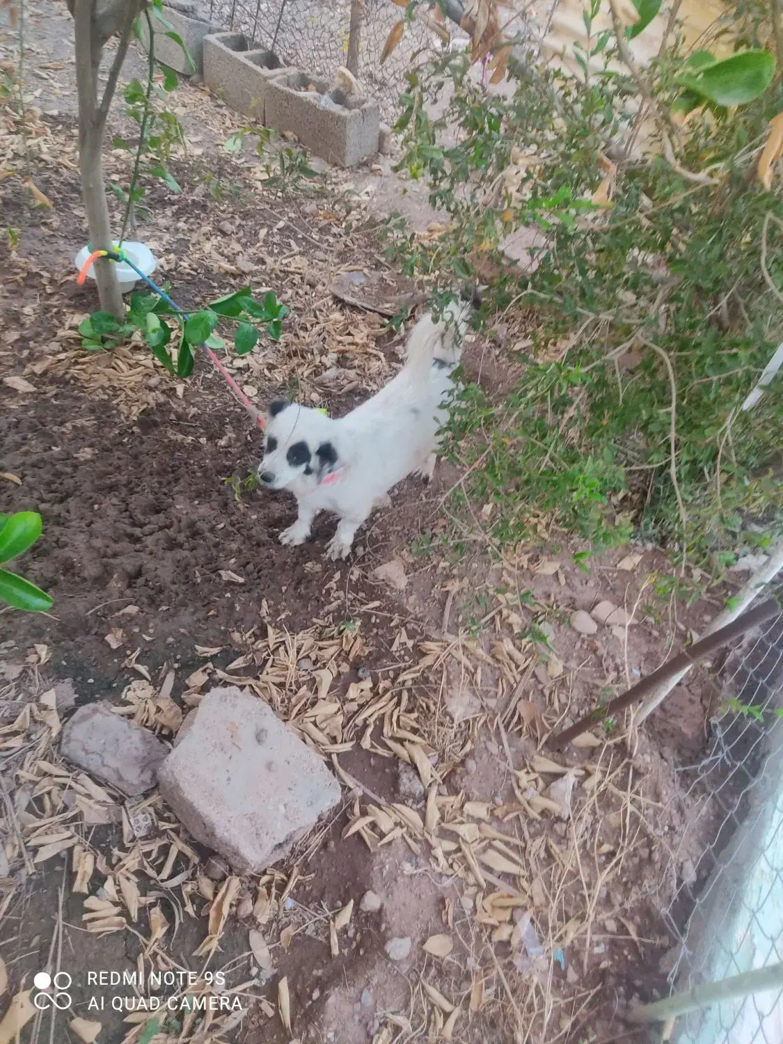 سگ پا کوتاه|سگ|مسجد سلیمان, |دیوار