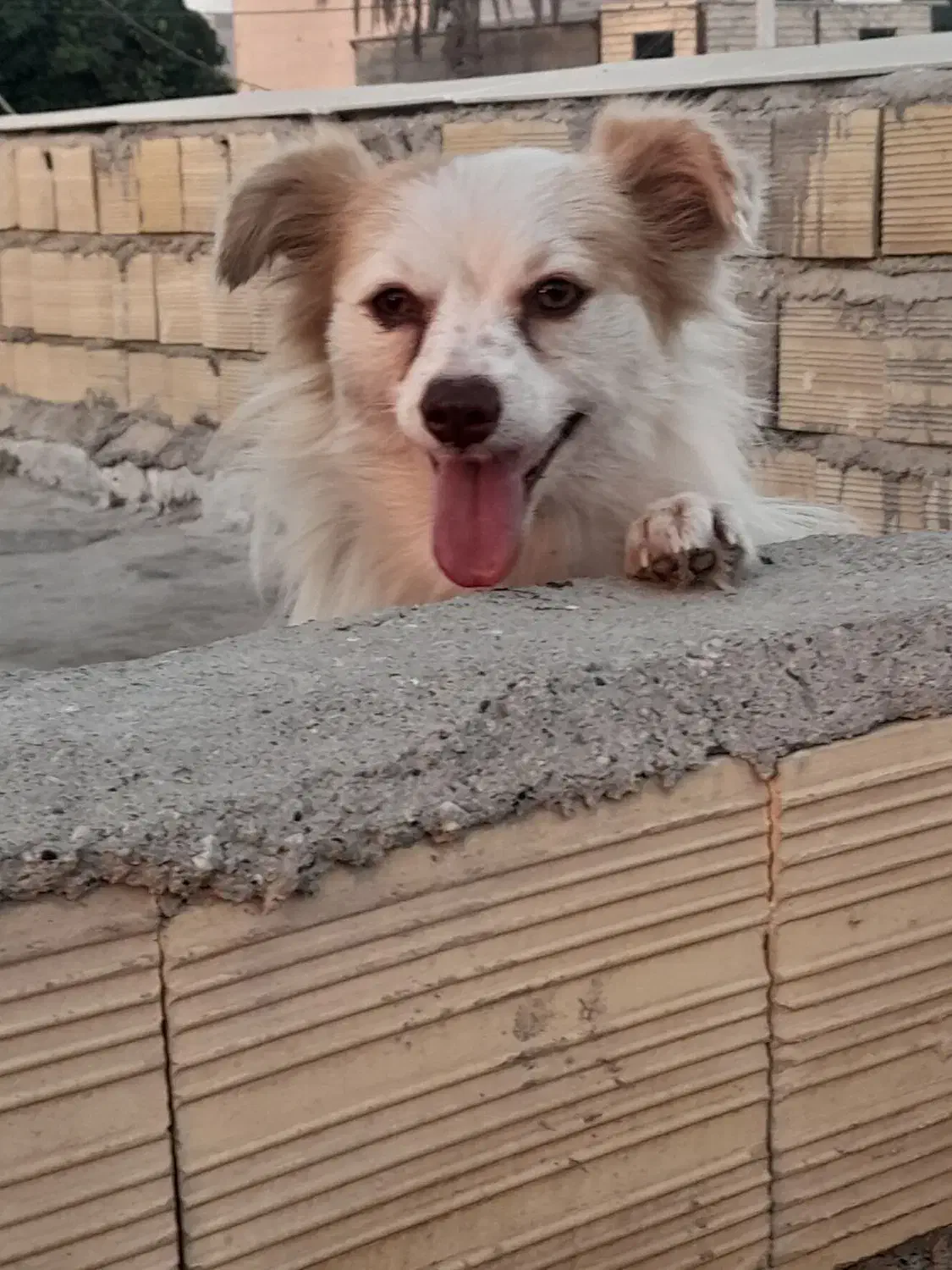 واگذاری سگ اشپیتز پامر|سگ|بندرعباس, |دیوار