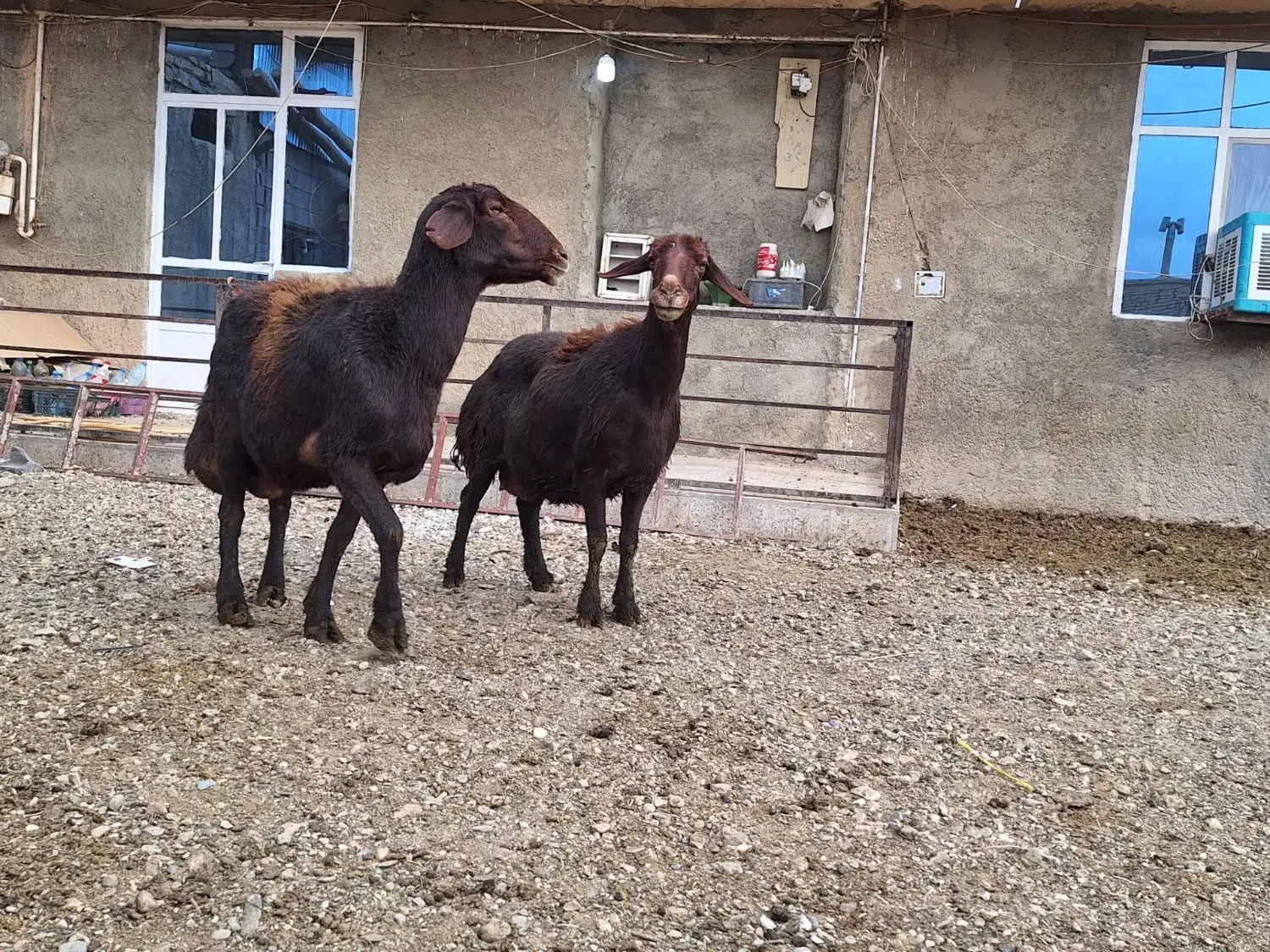 گوسفند ماده|حیوانات مزرعه|لالجین, |دیوار