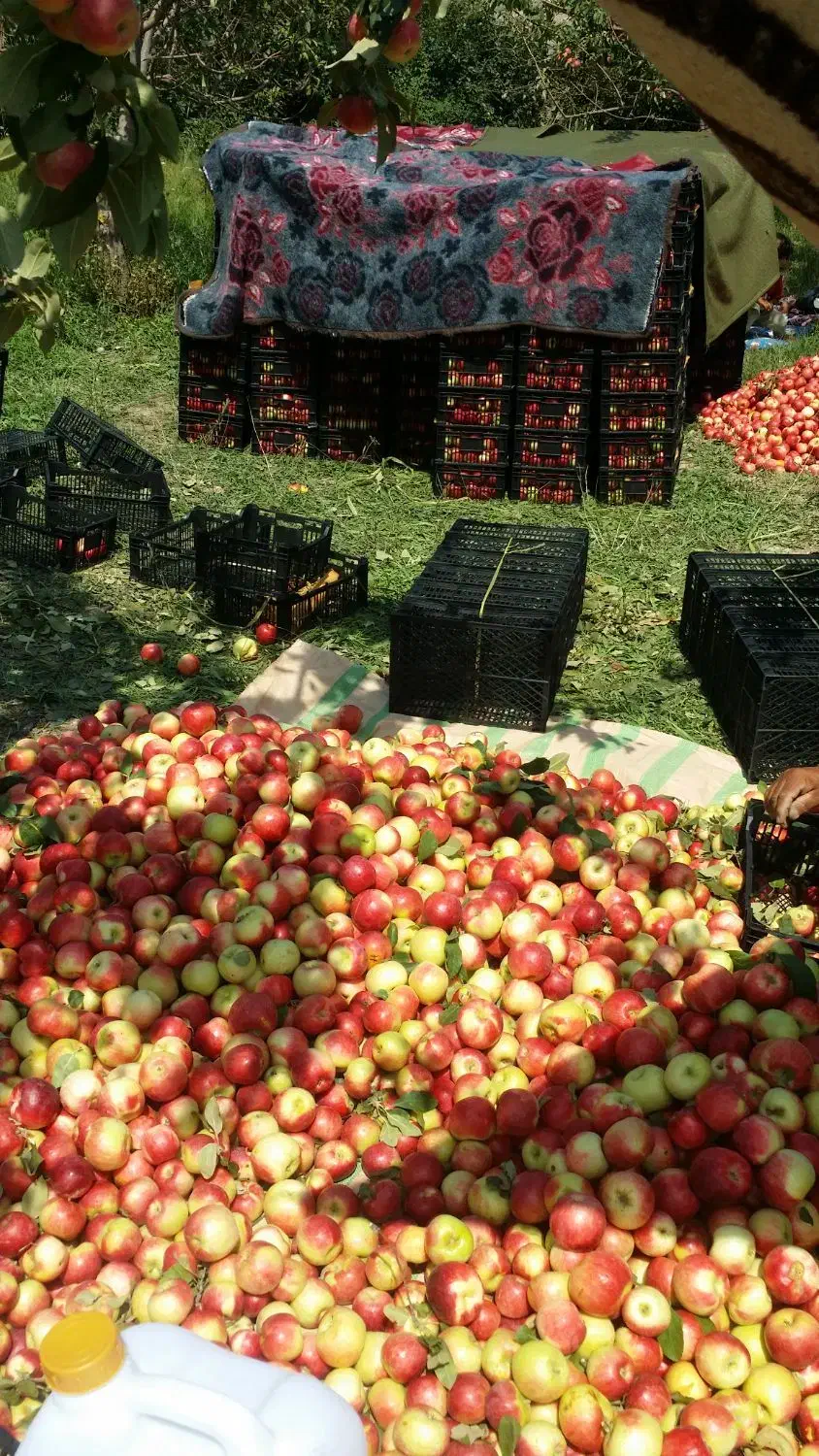 باغ ویلای تجاری 12900 متری جاده گردشگری اهر مشگین|فروش دفتر صنعتی، کشاورزی، تجاری|تهران, پاسداران|دیوار