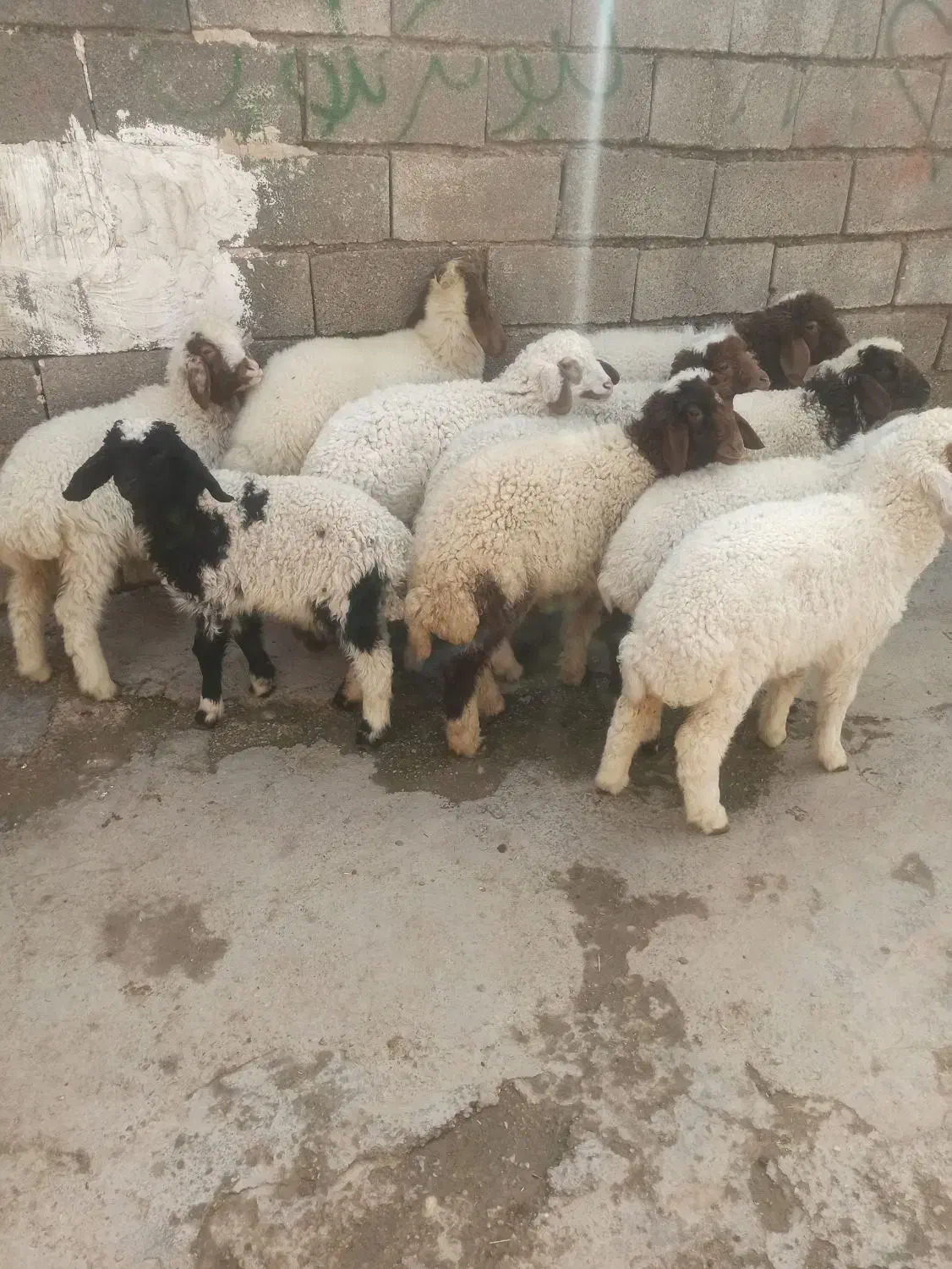 ۱۱تا بره|حیوانات مزرعه|دزفول, |دیوار