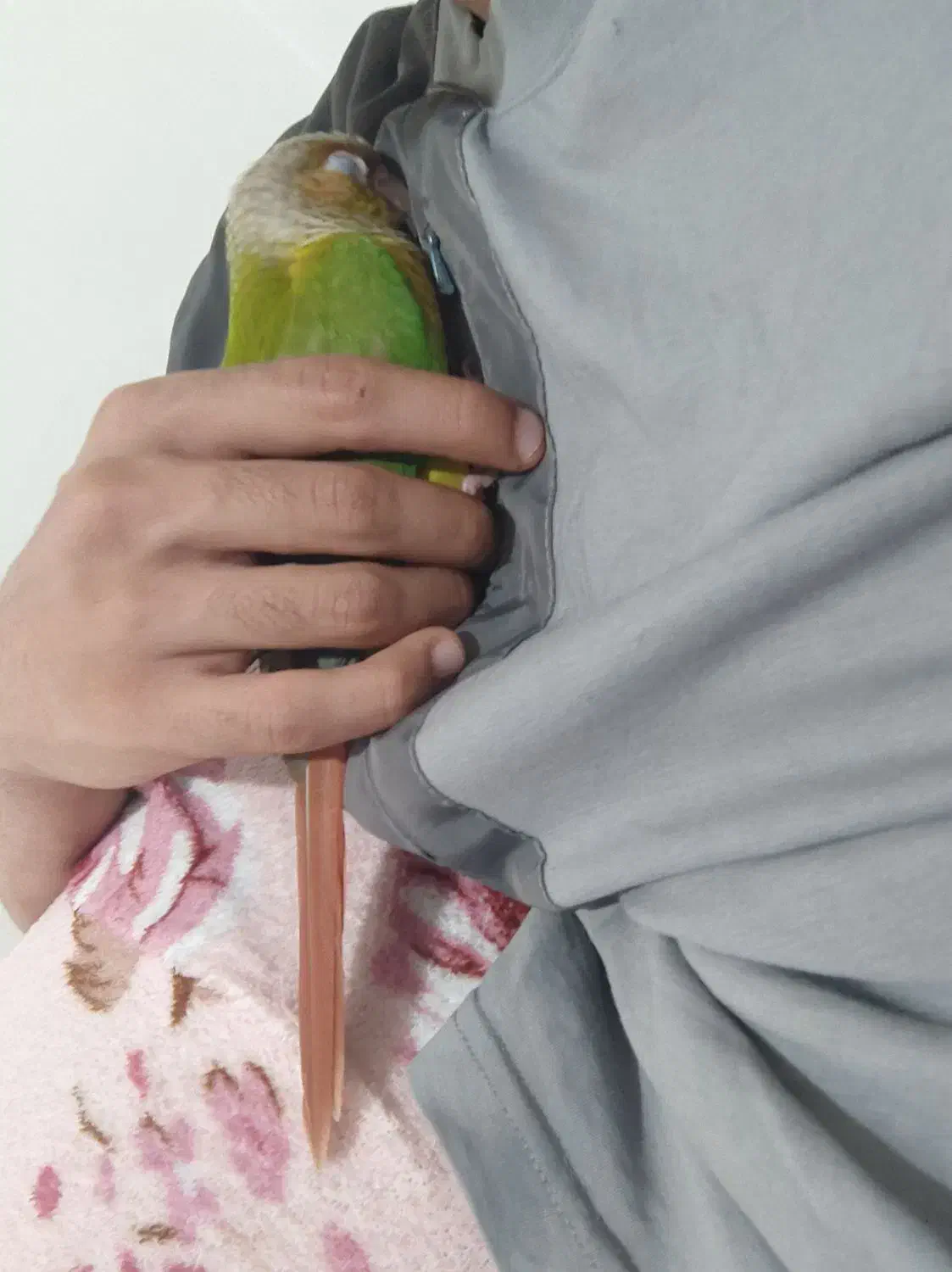 گمشده|حیوانات|رفسنجان, |دیوار