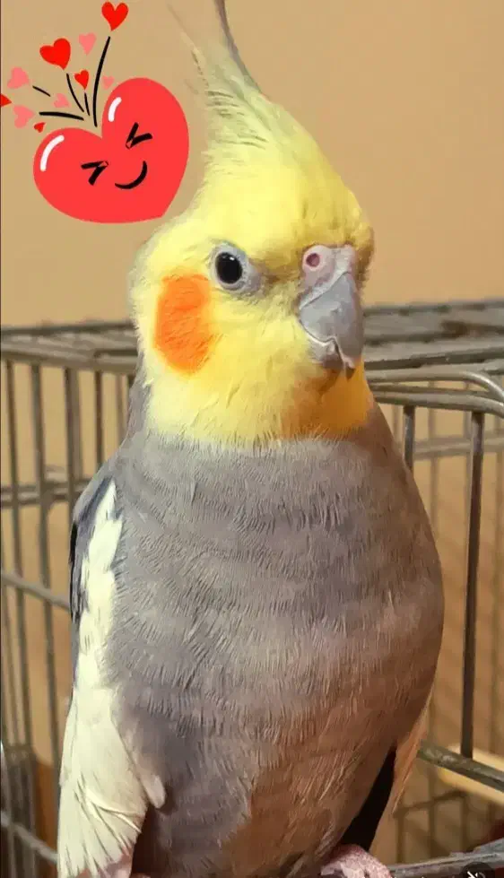 عروس هلندی گمشده|حیوانات|تهران, دولاب|دیوار