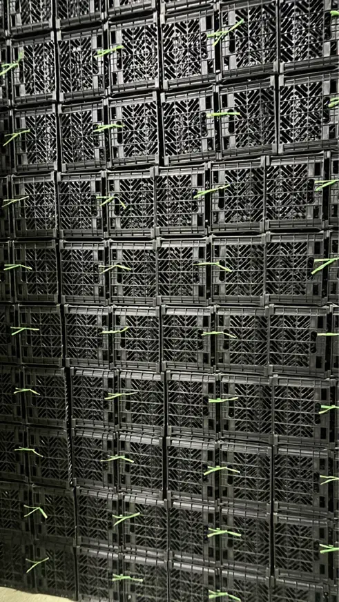 سبد میوه و تره بار|ظروف نگهدارنده، پلاستیکی، یکبارمصرف|فیروزآباد (فارس), |دیوار