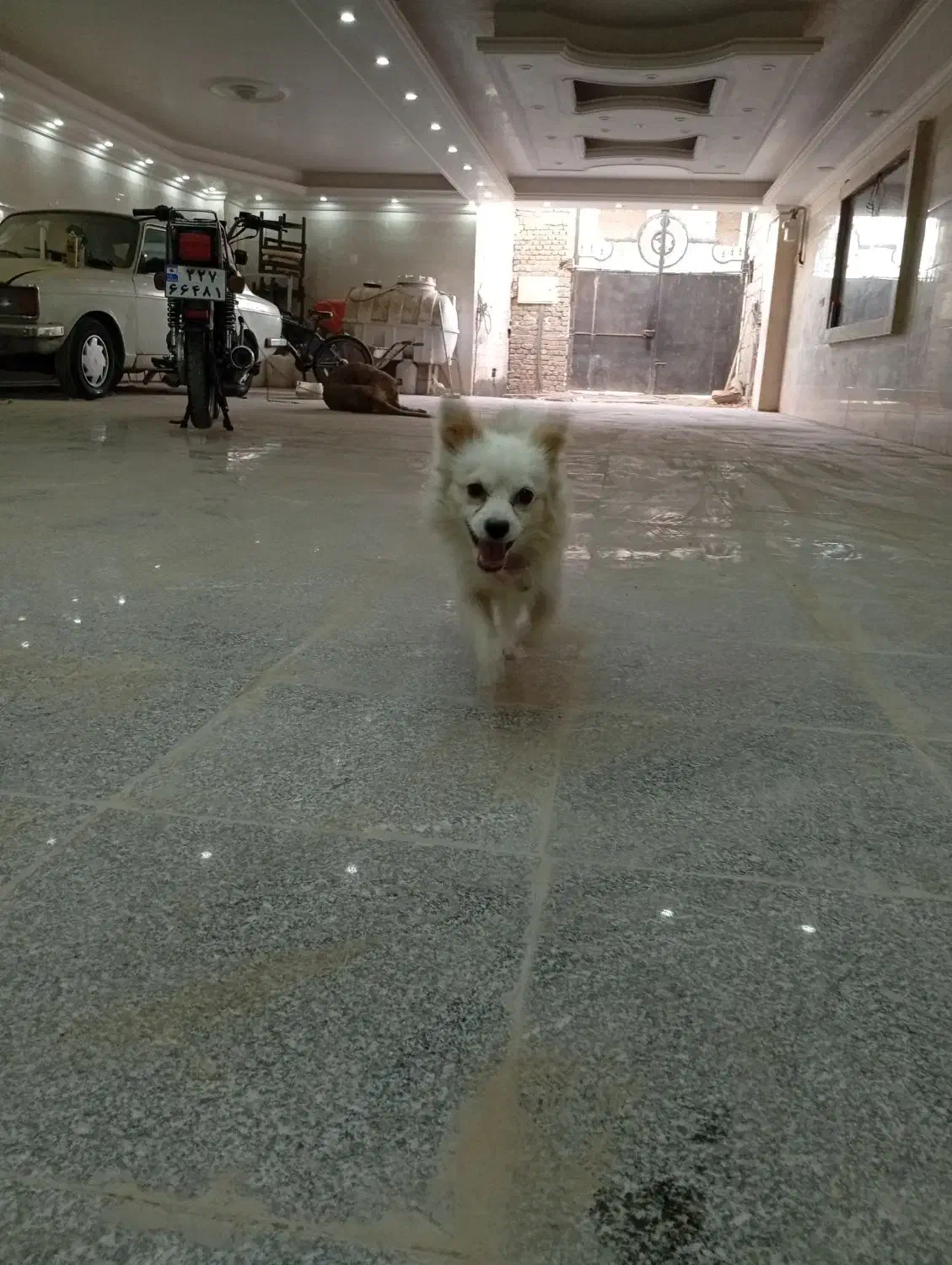 سگ پامر گمشده|حیوانات|اسلام‌شهر, شهرک امام حسین (میان آباد)|دیوار