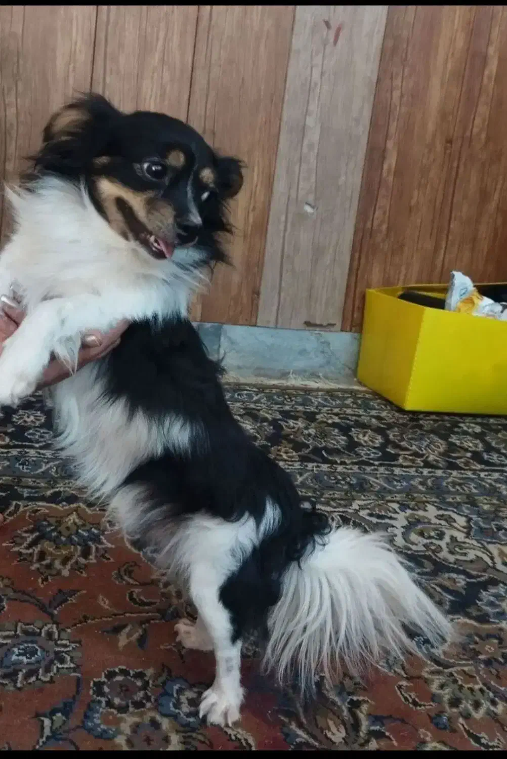 سگ گمشده|حیوانات|کرمان, |دیوار