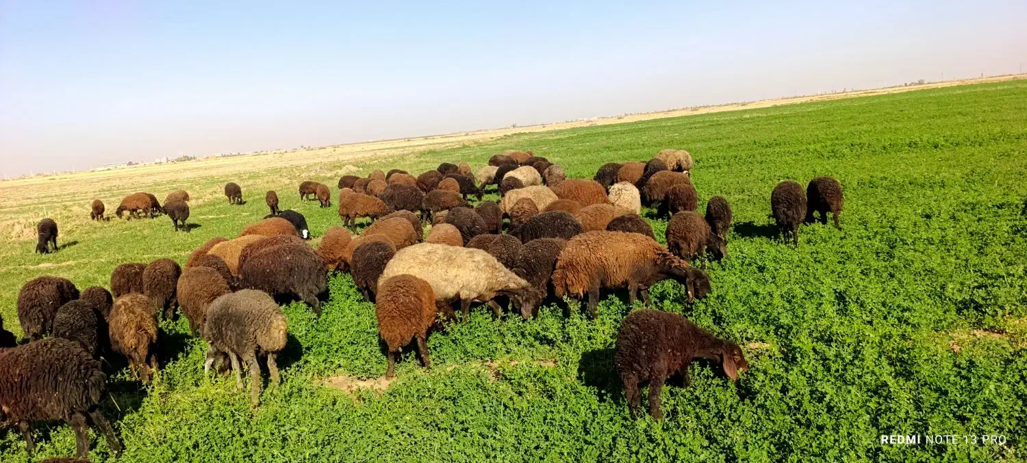 بره ی افشاری|حیوانات مزرعه|رحیمآباد, |دیوار