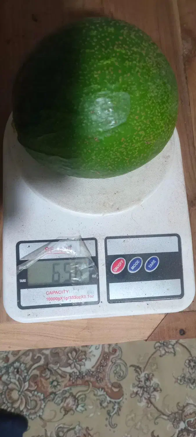 میوه آووکادو|خوردنی و آشامیدنی|تنکابن, |دیوار