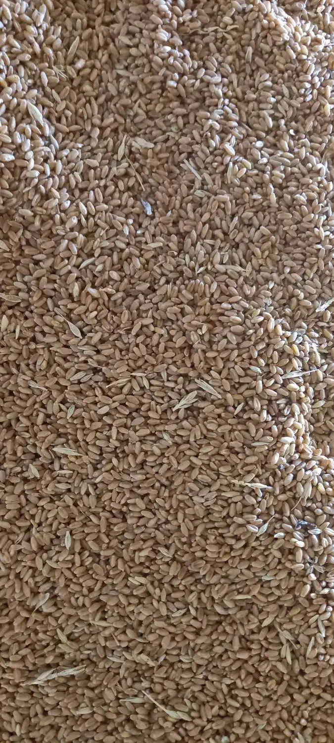 گندم سیروان|عمدهفروشی|رامشیر, |دیوار