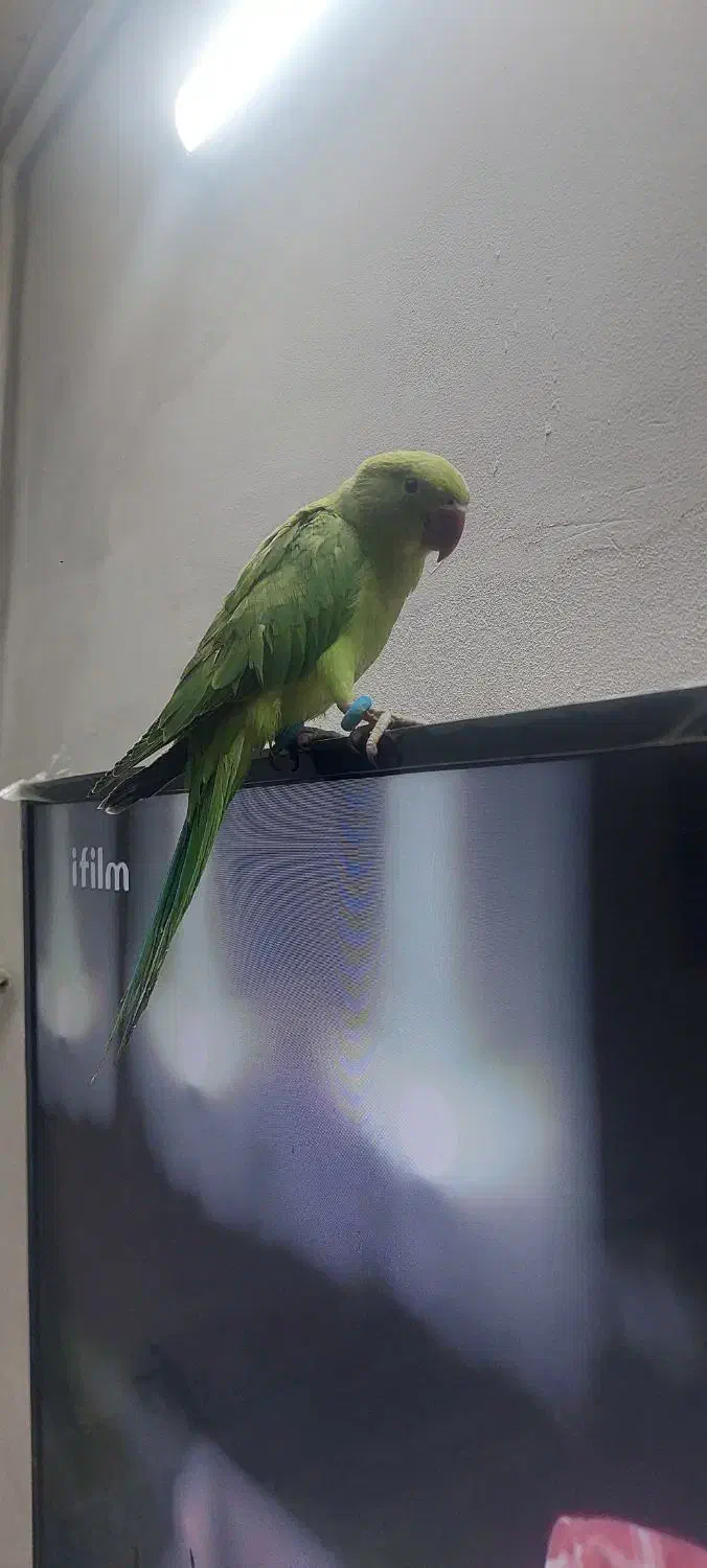 جوجه طوطی ملنگو|پرنده|بروجرد, |دیوار