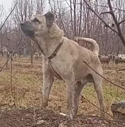 سگ سرابی|سگ|فیرورق, |دیوار