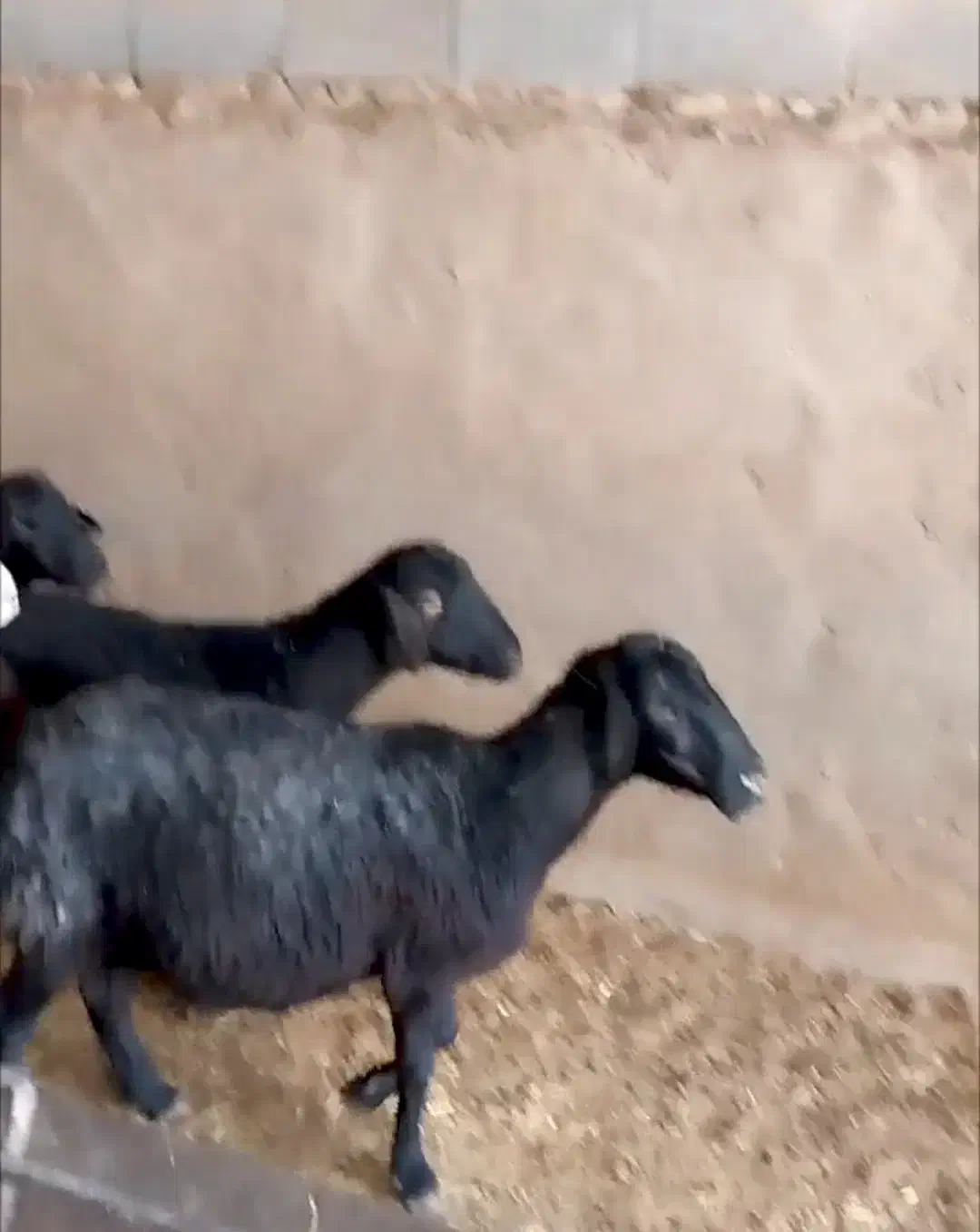 ۹راس میش افشار آبستن|حیوانات مزرعه|مهریز, |دیوار