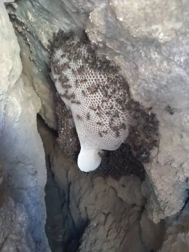 عسل|حراج|فولادشهر, B1|دیوار