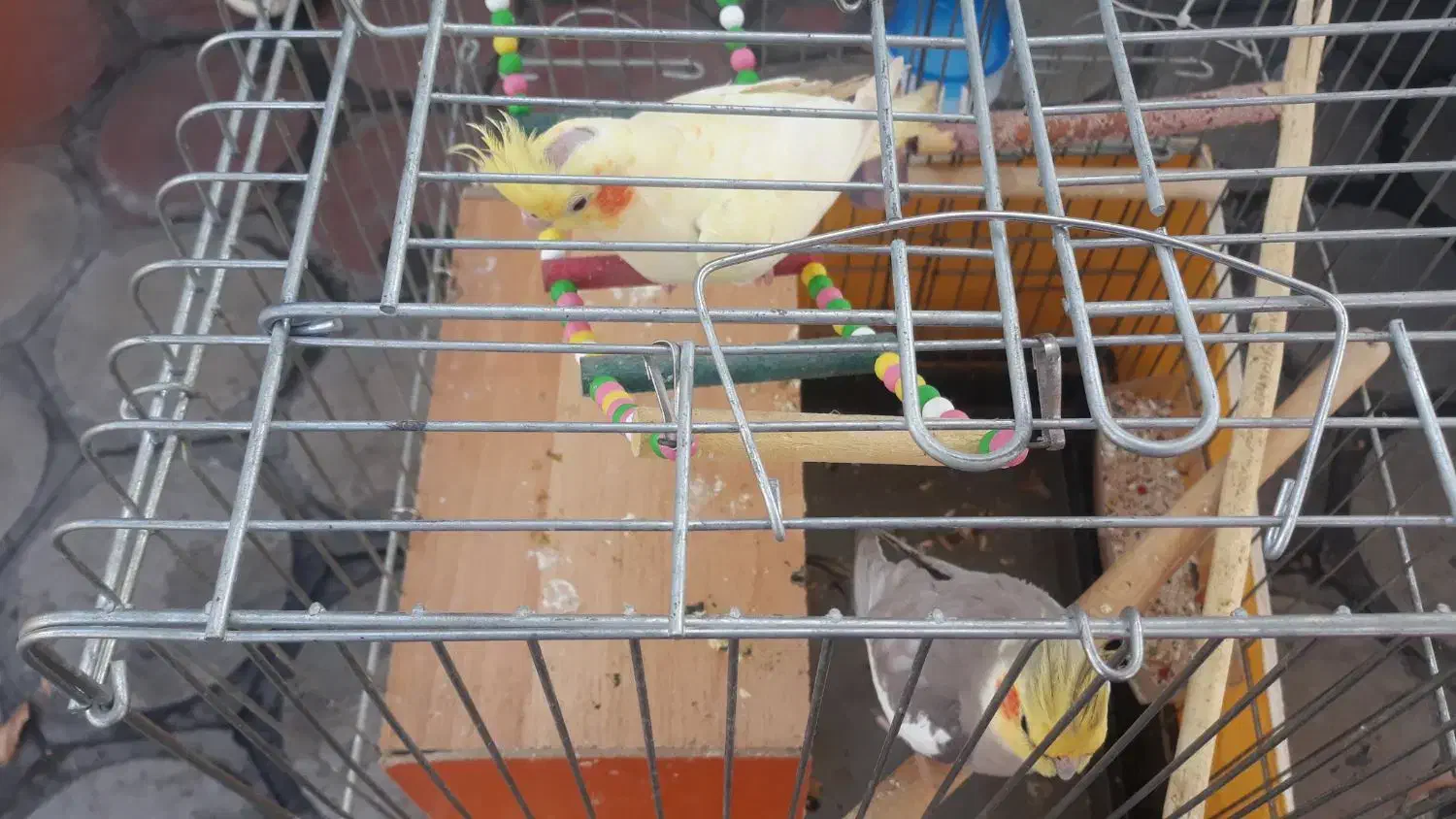 عروس هلندی نروماده مولد|پرنده|الوند, |دیوار