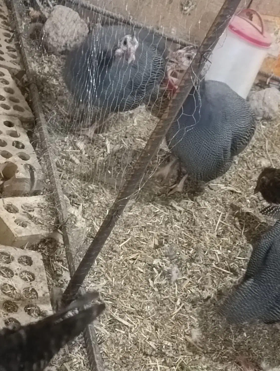 مرغ شاخدار.جوجه بوقلمون ایام سمانی. برهما.لهستانی.|حیوانات مزرعه|اصفهان, باتون|دیوار