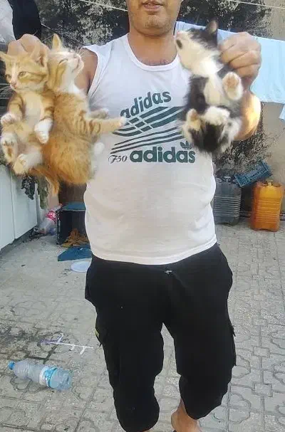 سه عدد گربه نازو ملوس|گربه|کلاله, |دیوار