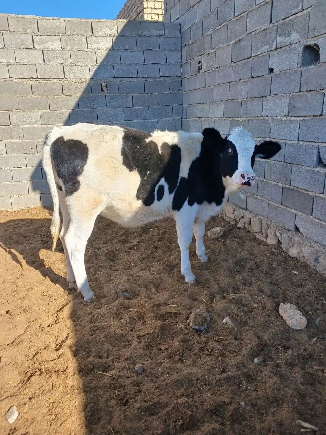 گاو گوساله|حیوانات مزرعه|اسفراین, |دیوار
