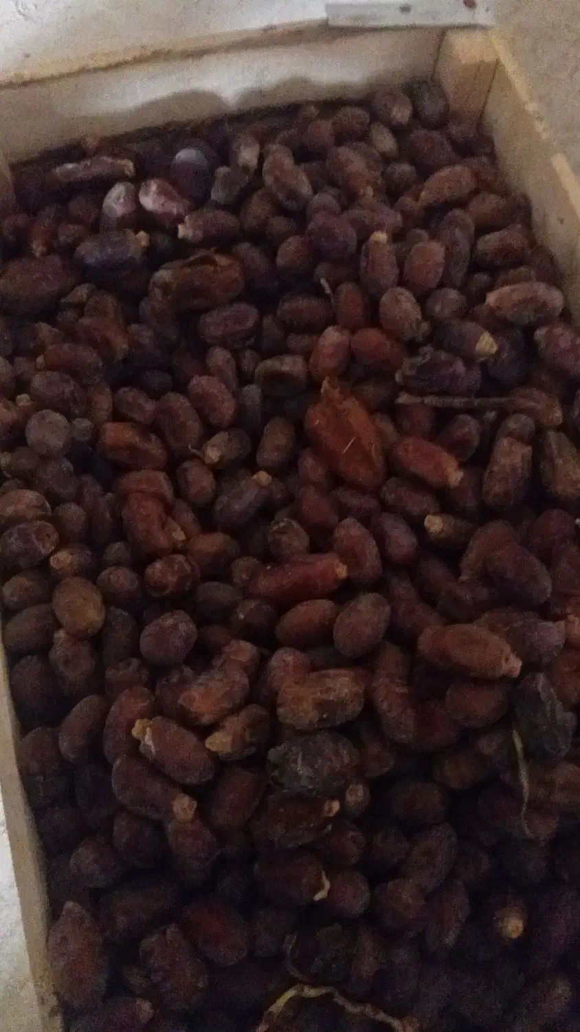 شادکان خنافر خروسی|عمدهفروشی|شادگان, |دیوار